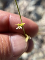 Streptanthus polygaloides