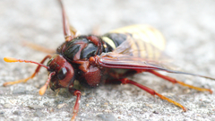 Cimbex pacificus