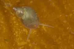 Eulithidium pulloides