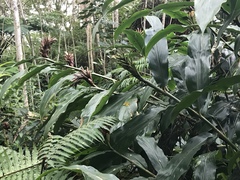 Hedychium