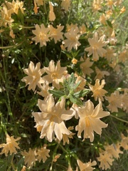 Diplacus grandiflorus