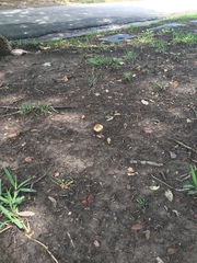 Agaricales