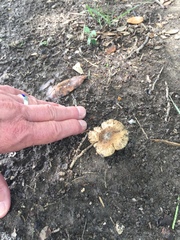 Agaricales
