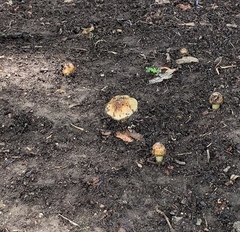 Agaricales