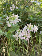 Allium membranaceum