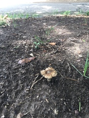 Agaricales