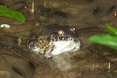 Leptodactylus labyrinthicus