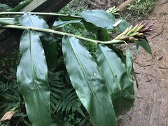Hedychium