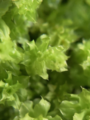 Plagiomnium venustum