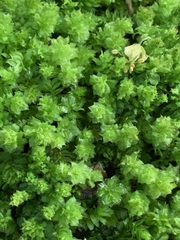 Plagiomnium venustum