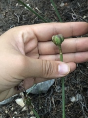 Zephyranthes drummondii