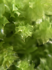 Plagiomnium venustum