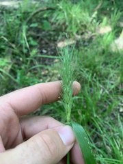 Elymus macgregorii