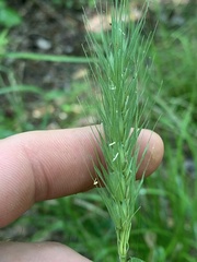 Elymus macgregorii