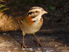 Zonotrichia capensis