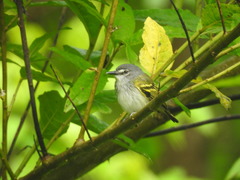 Poecilotriccus sylvia