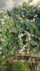 Persicaria capitata