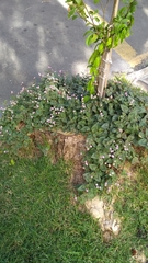 Persicaria capitata