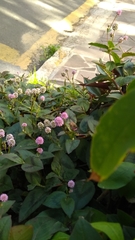 Persicaria capitata