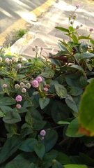 Persicaria capitata