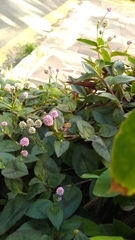 Persicaria capitata