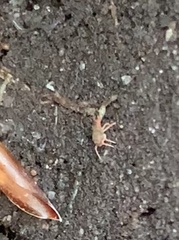 Bdellodes longirostris