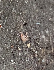 Bdellodes longirostris