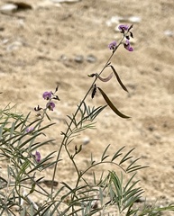 Tephrosia vicioides