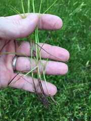 Carex texensis