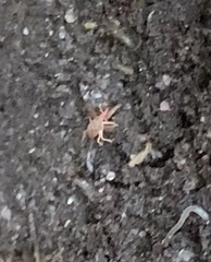 Bdellodes longirostris