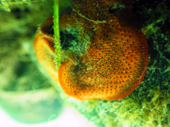 Watersipora cucullata