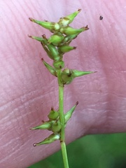 Carex texensis