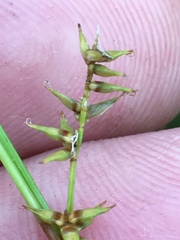 Carex texensis
