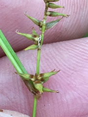 Carex texensis