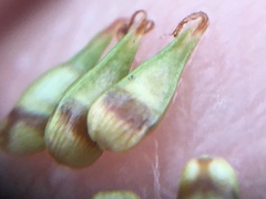 Carex texensis