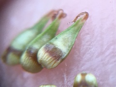 Carex texensis