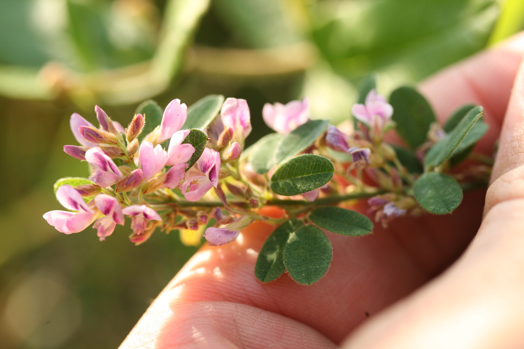 Lespedeza stuevei