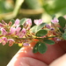 Tall Bush-Clover - Photo (c) dogtooth77, some rights reserved (CC BY-NC-SA)
