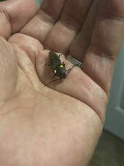 Ignelater havaniensis