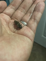 Ignelater havaniensis