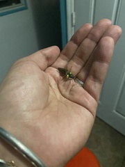 Ignelater havaniensis