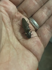 Ignelater havaniensis