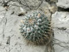 Mammillaria chionocephala