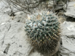Mammillaria chionocephala