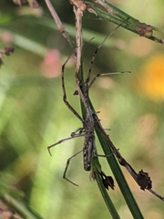 Tetragnatha bituberculata