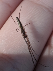 Tetragnatha bituberculata