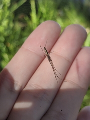 Tetragnatha bituberculata