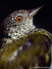 Oxyruncus cristatus