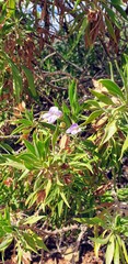 Eremophila freelingii