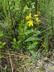 Lysimachia asperulifolia